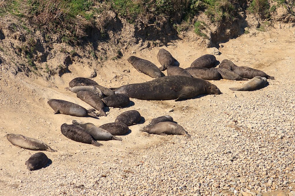 Elephant Seals at Point Reyes National Seashore